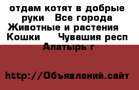 отдам котят в добрые руки - Все города Животные и растения » Кошки   . Чувашия респ.,Алатырь г.